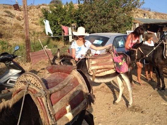 Michaelis' Donkey Farm